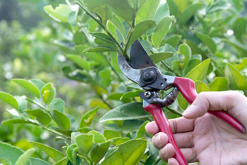 庭木や植栽が整えられた住宅の庭のイメージ